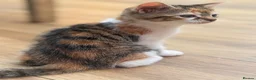 Mixed Breed cats for sale: Kittens  - Advert 9