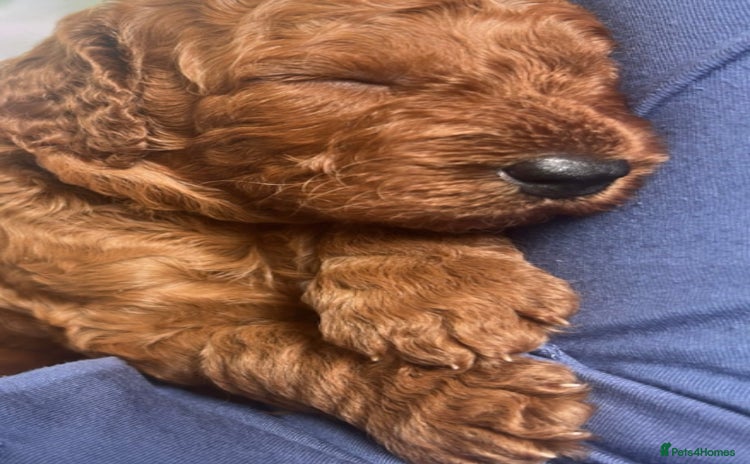 Labradoodle dogs - Advert 8