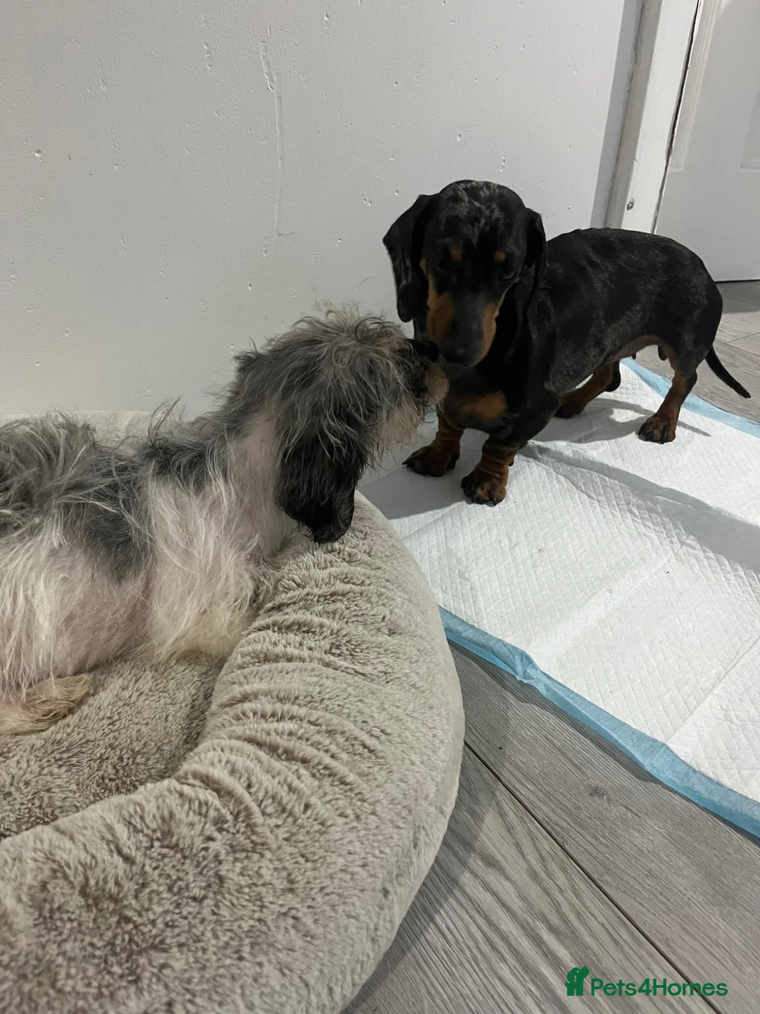 Dachshund dogs for sale: Long hair Dachshund  - Advert 9