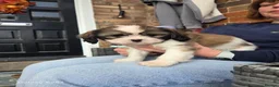 Cava Tzu dogs for sale: READY NOW stunning puppies  - Advert 9