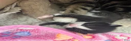 Mixed Breed cats for sale: Beautiful kittens  in Woking - Advert 23