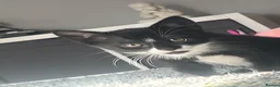 British Shorthair cats for sale: 2 black and white boys for sale - Advert 2