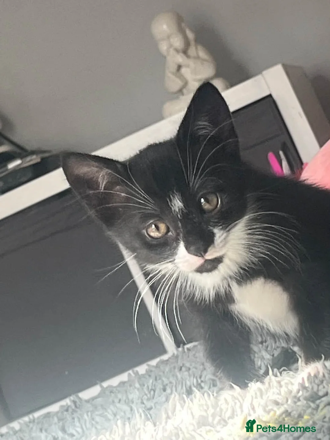 British Shorthair cats for sale: 2 black and white boys for sale - Advert 2