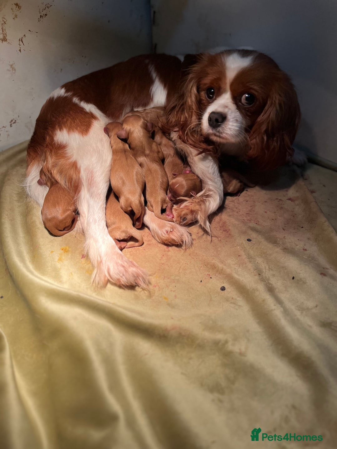 Cavalier King Charles Spaniel dogs for sale: Cavalier King Charles quality puppies for sale  - Advert 3
