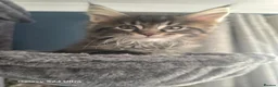 Maine Coon cats for sale:  🐾❤️ BEAUTIFUL MAINE COON KITTENS  ❤️🐾 - Advert 32