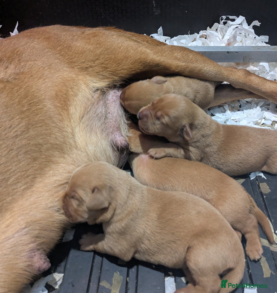 Labrador Retriever dogs for sale: Deep fox red Labrador Puppies,FULLY TESTED PARENTS - Image 5