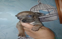 Chihuahua dogs for sale: 4 beautiful merle chihuahuas - Image 10