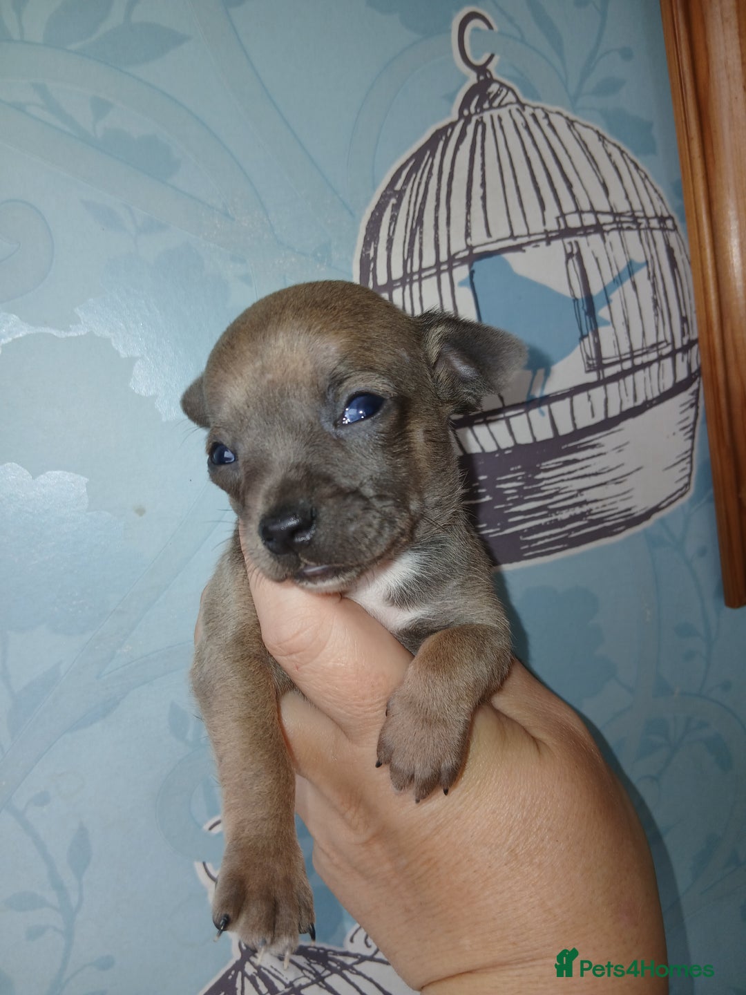 Chihuahua dogs for sale: 4 beautiful merle chihuahuas - Image 10
