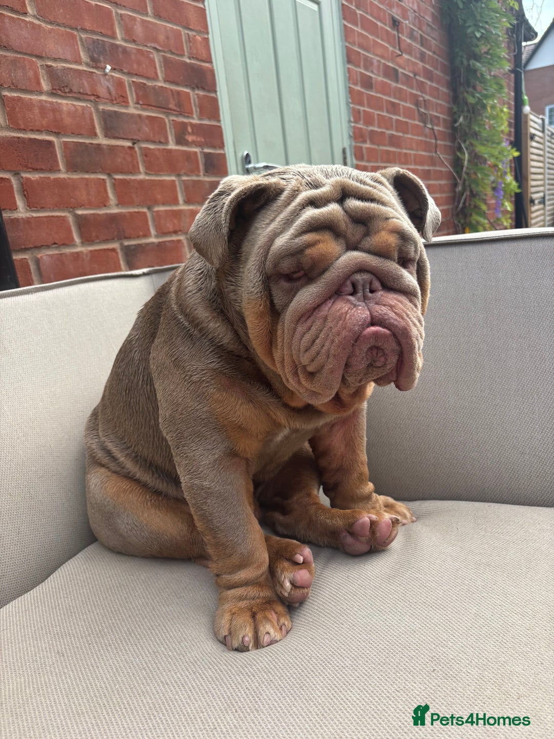 English Bulldog dogs for sale: English bull dog male  - Image 2