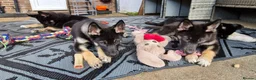 Mixed Breed dogs for sale: German sheperd girls  - Advert 2