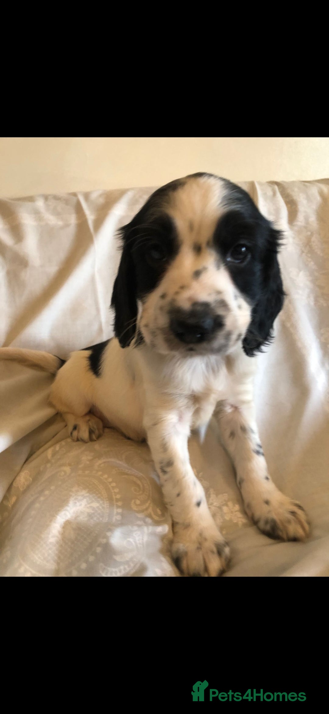 Cocker Spaniel dogs for sale: Cocker spaniel puppy's  - Image 1