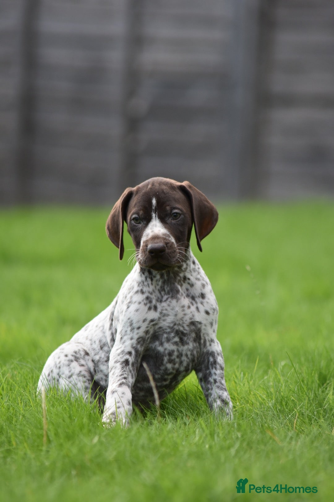German Shorthaired Pointer dogs ! Ready now !  - Advert 7