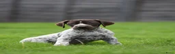 German Shorthaired Pointer dogs for sale: ! Ready now !  - Advert 1