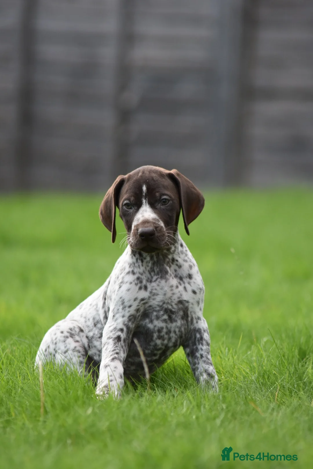 German Shorthaired Pointer dogs for sale: ! Ready now !  - Advert 1
