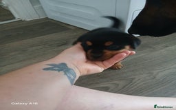 Mixed Breed dogs for sale: F1 Rottweiler x jack Russel  - Image 33