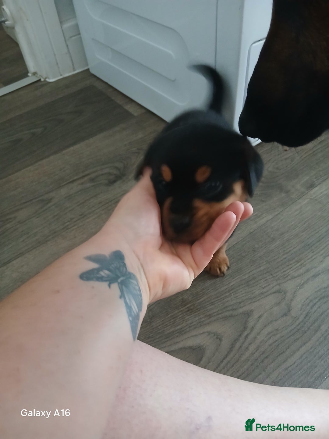 Mixed Breed dogs for sale: F1 Rottweiler x jack Russel  - Image 33