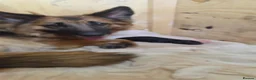 German Shepherd dogs for sale: Long haired German shepherds - Advert 1