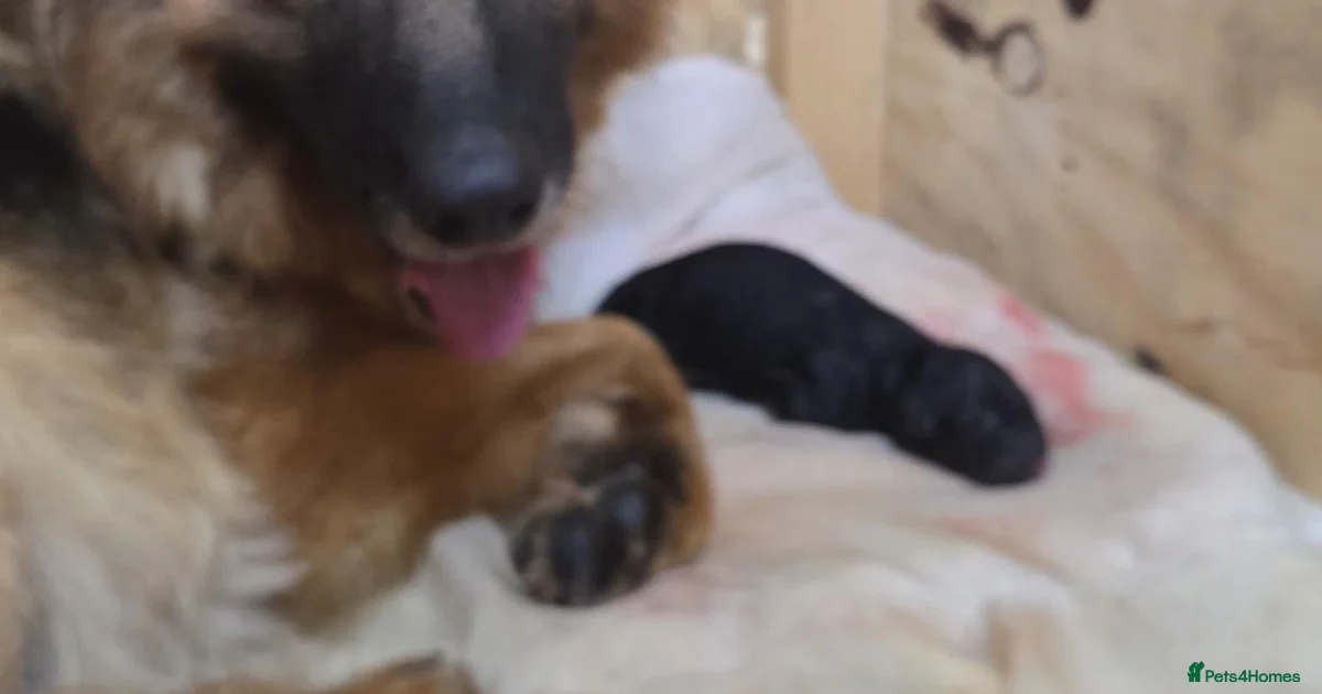 True Prussian Color German Shepherd Puppies for sale in Southampton, Southampton | Pets4Homes