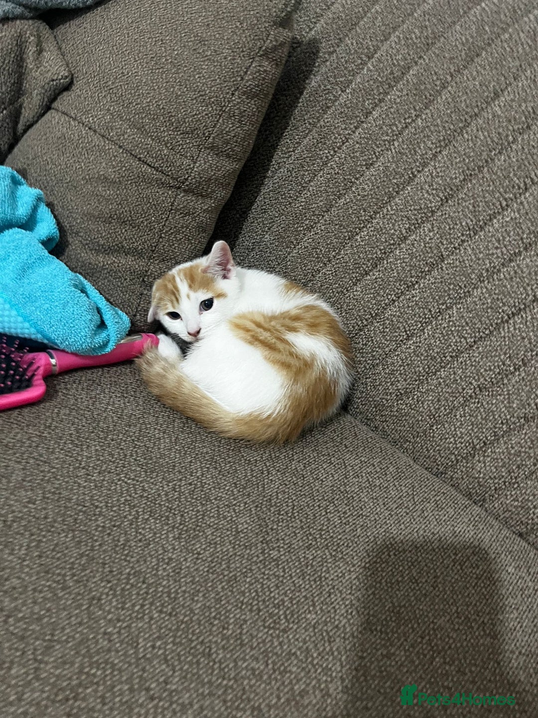 Mixed Breed cats for sale: orange and white kitten for sale  - Image 3