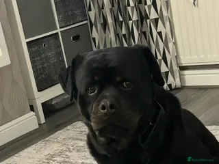 Rottweiler dogs Rottweiler in Blyth - Advert 7