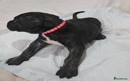 Cane Corso dogs for sale: Cane corsos  puppies  - Image 15