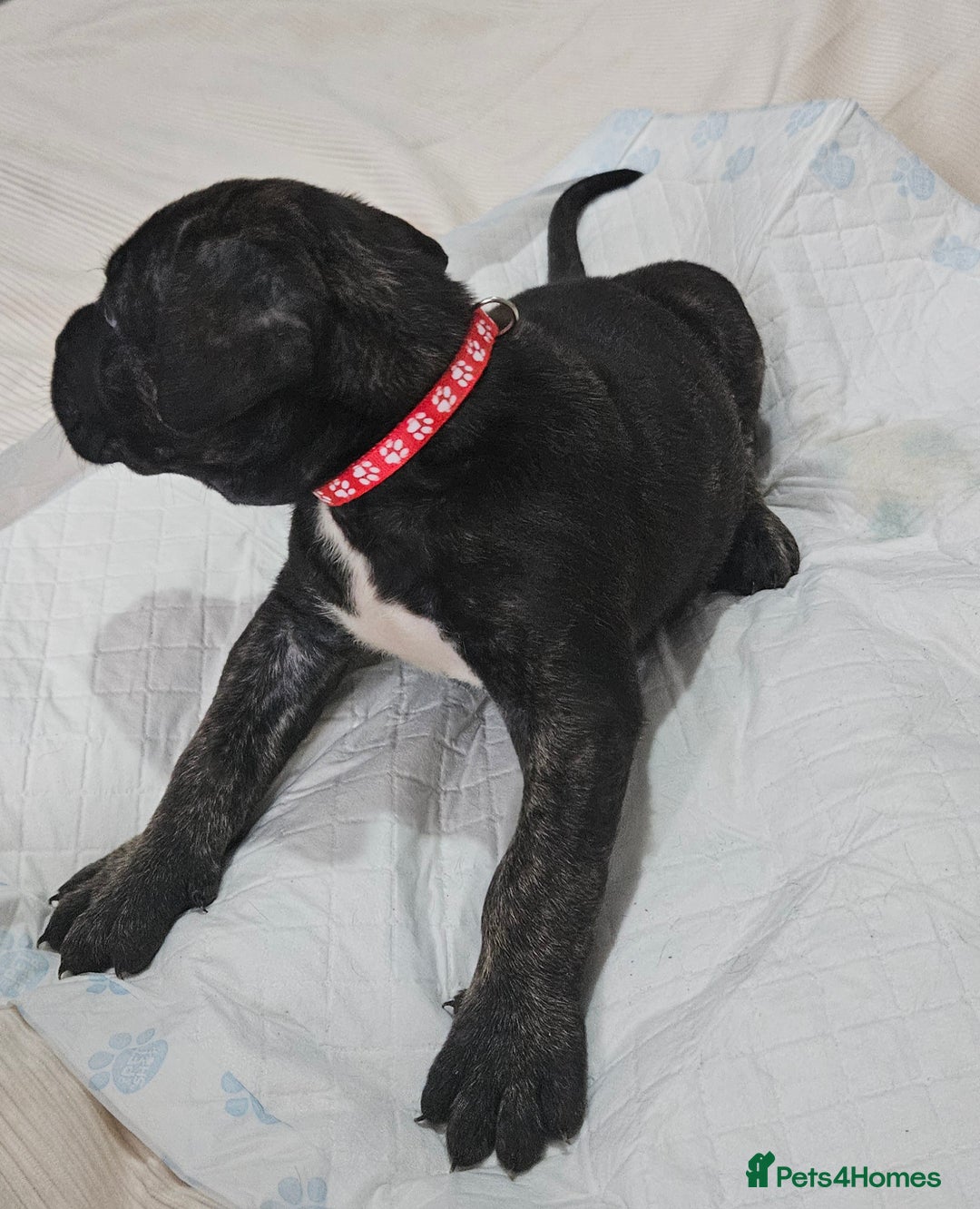 Cane Corso dogs for sale: Cane corsos  puppies  - Image 15