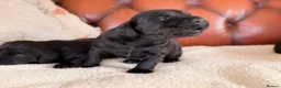 Cockerdor dogs for sale: Strong Chunky Cockerdor Puppies - Advert 14