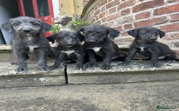 Bedlington Terrier dogs for sale: F1 Bedlington x Whippet puppies - Image 8