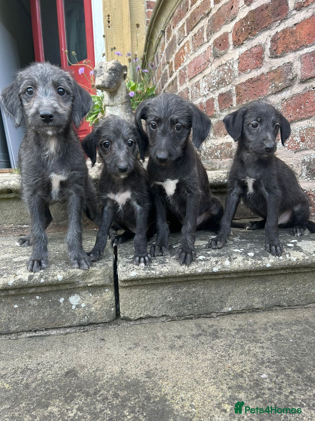 Bedlington Terrier dogs for sale: F1 Bedlington x Whippet puppies - Image 8