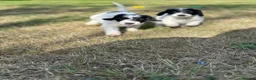 Sproodle dogs for sale: ✨ Premium Rare F1 Sproodle Pups – Champion Lines ✨ - Advert 16