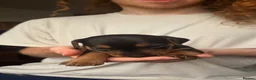 Jackshund dogs for sale: Beautiful Jackshund Puppies 2 Boys & 2 Girls 🐶❤️ in Southam - Advert 19