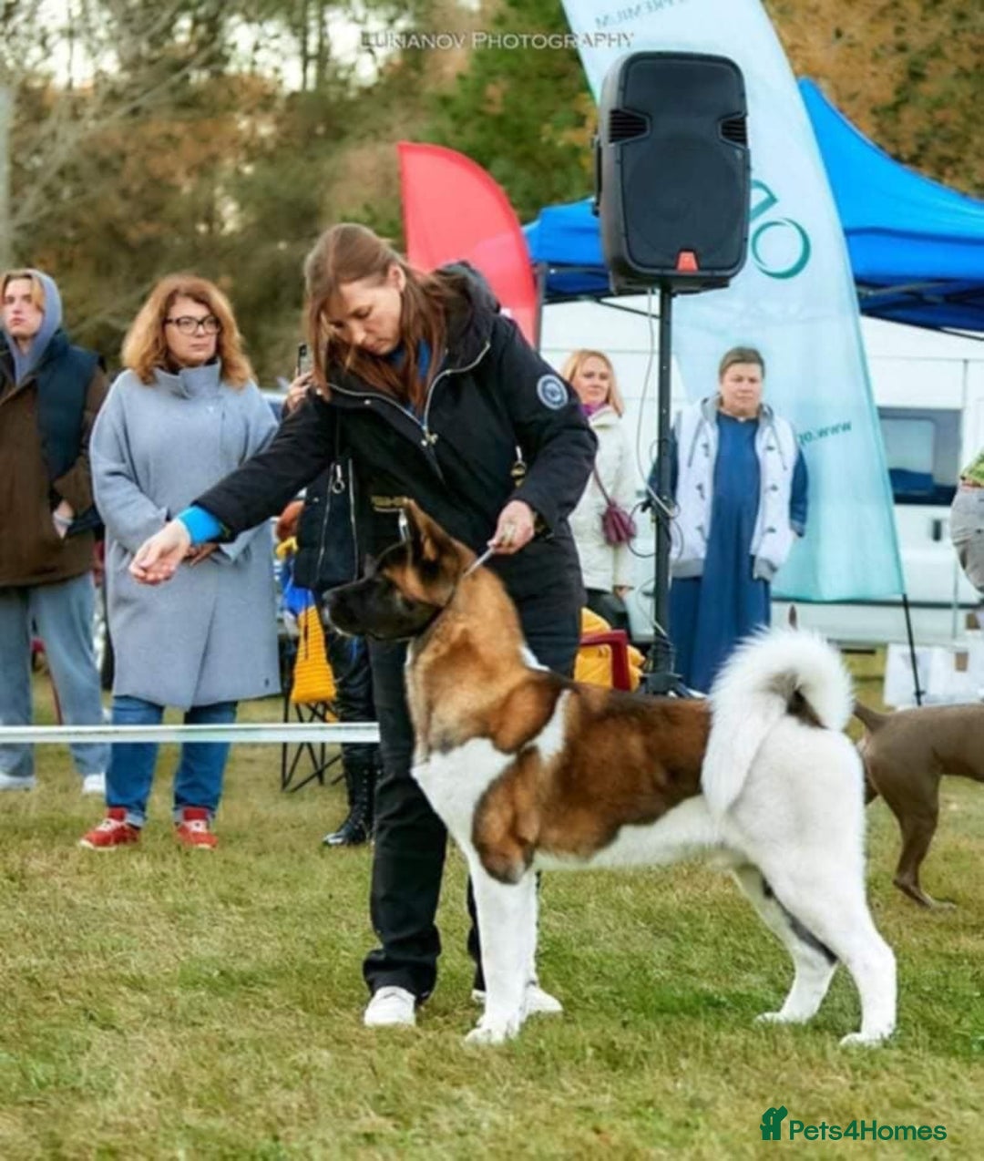 Akita dogs for stud: Purebred American Akita standing at Stud - Image 6