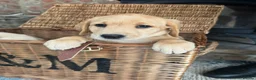 Labrador Retriever dogs for sale: Stunning chunky Labrador puppies - Advert 4