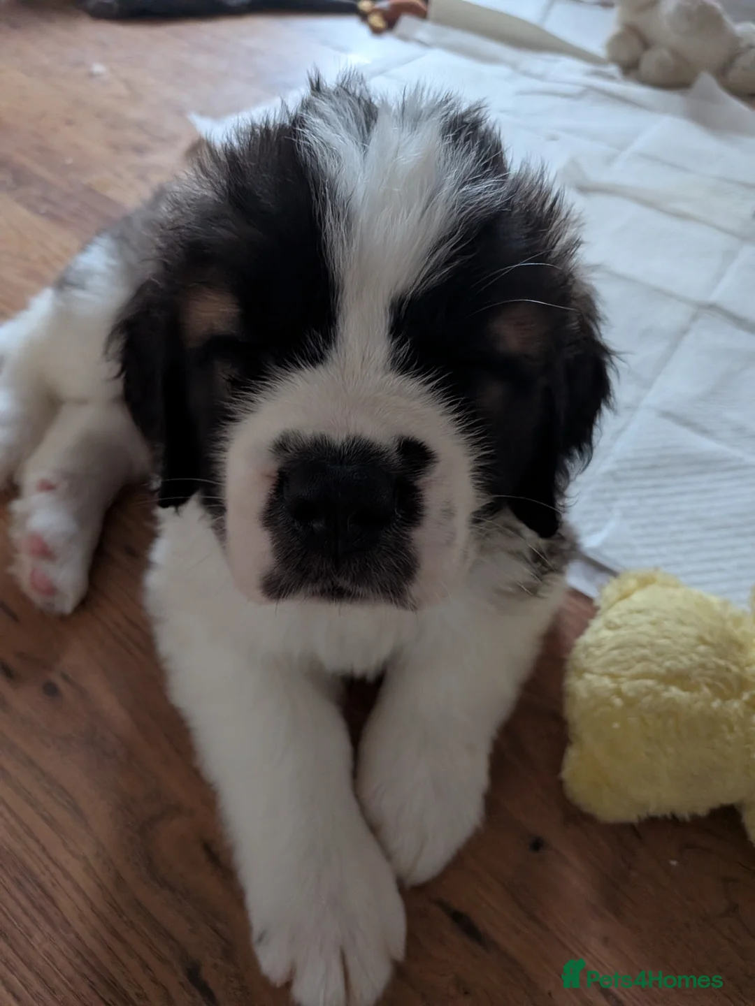 Saint Bernard dogs for sale: Saint Bernards KC registered, Hip and Elbow scored - Advert 2