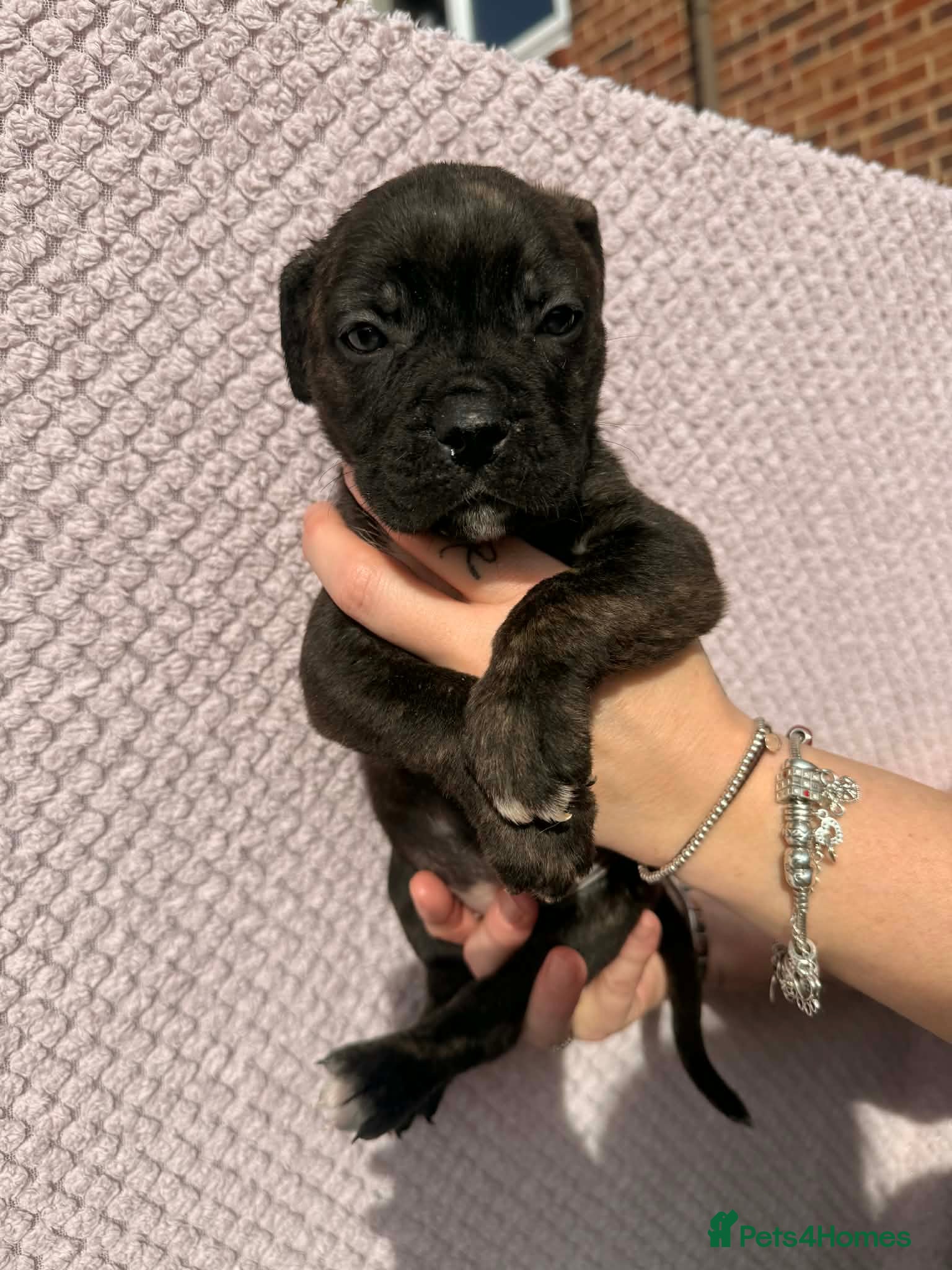 Mixed Breed dogs #Last 1 left#American bulldog x Corso - Advert 3