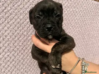 Mixed Breed dogs #Last 1 left#American bulldog x Corso - Advert 3