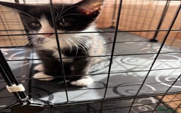 Mixed Breed cats for sale: 4 cute bundles of joy  - Image 3