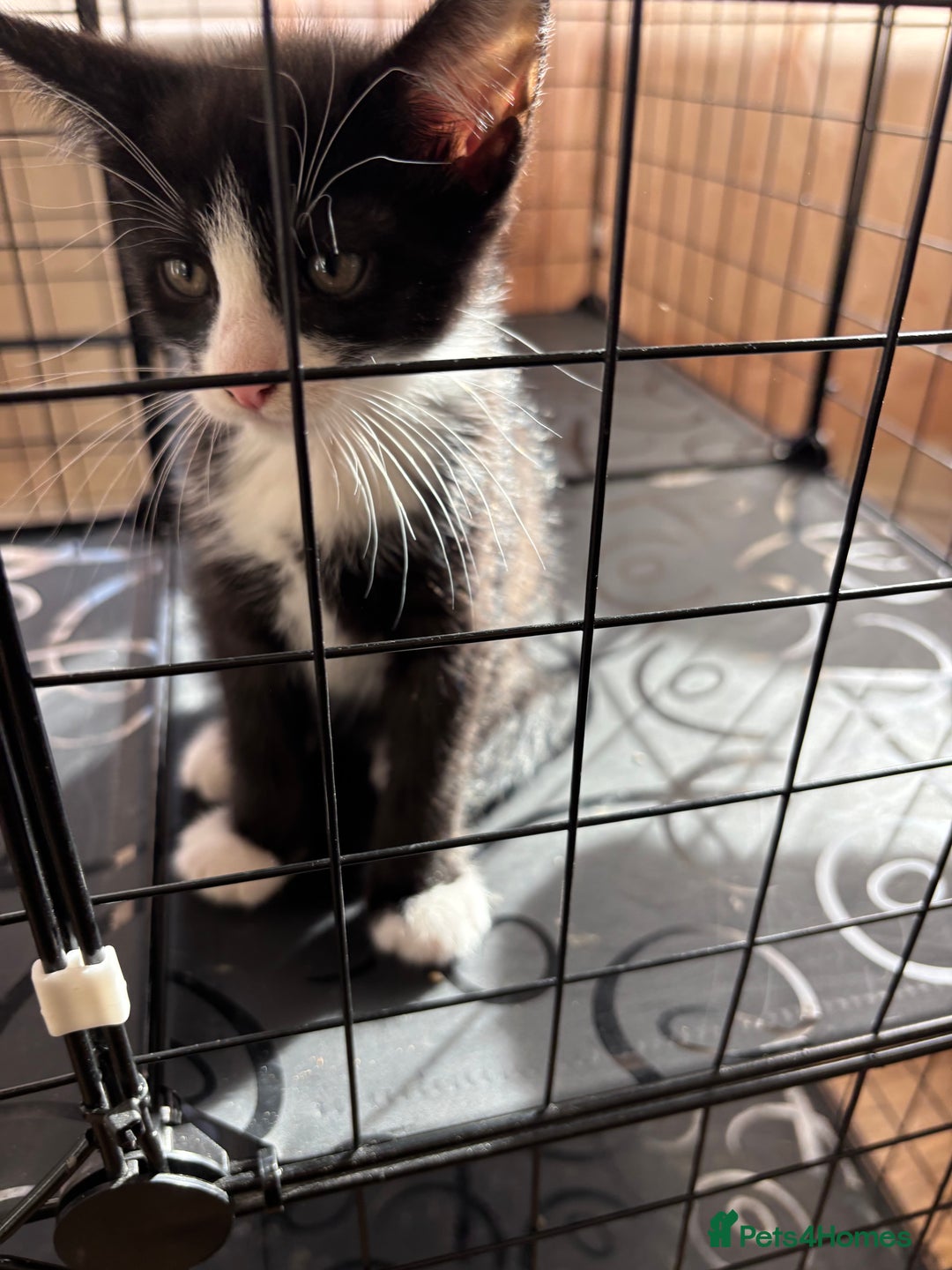 Mixed Breed cats for sale: 4 cute bundles of joy  - Image 3