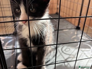 Mixed Breed cats - Advert 19