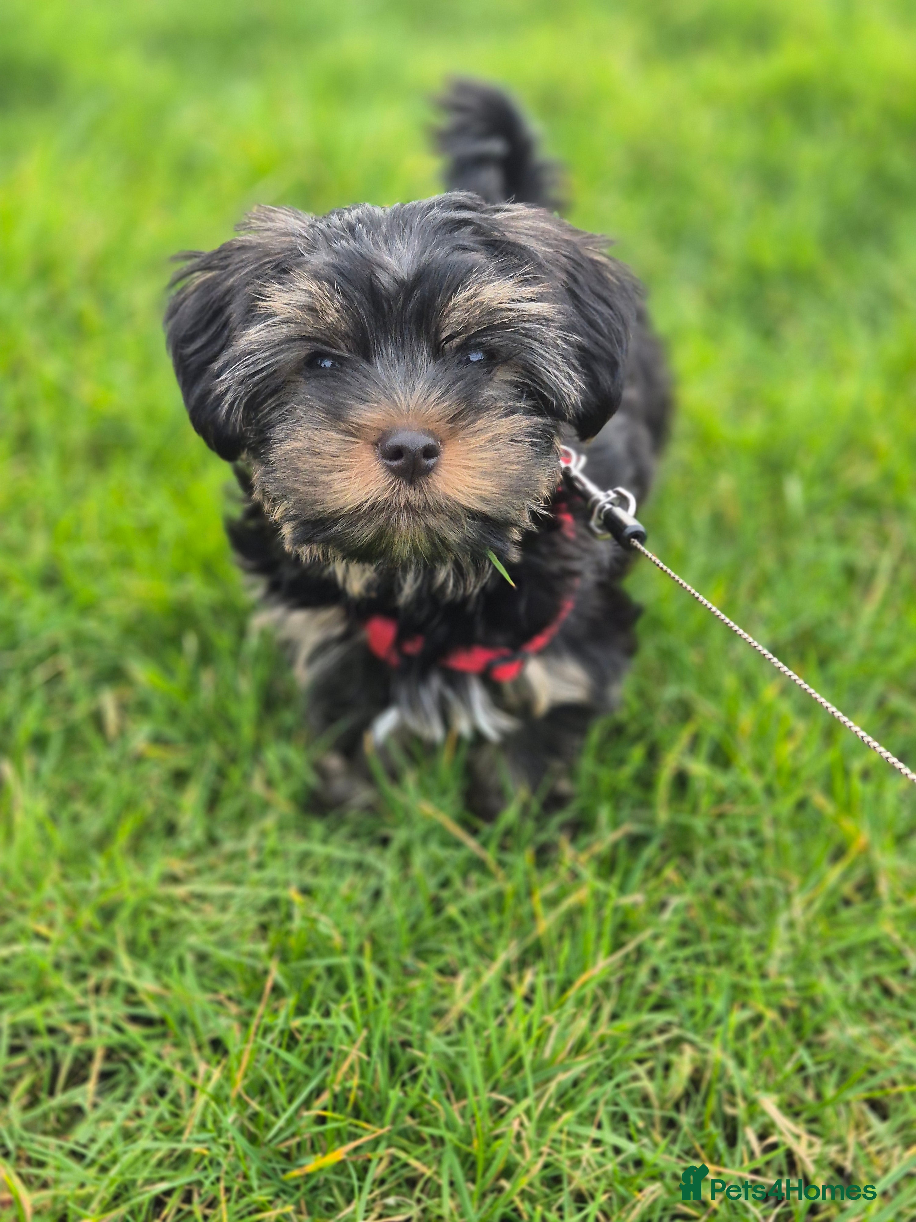 Yorkshire Terrier dogs Yorkshire terrier puppy looking for loving homes - Advert 7
