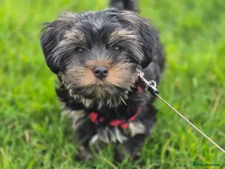 Yorkshire Terrier dogs Yorkshire terrier puppy looking for loving homes - Advert 7