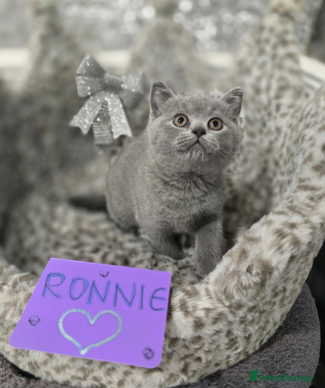 British Shorthair cats for sale: 🩷💜Beautiful British shorthair kittens 💜🩷 - Advert 35