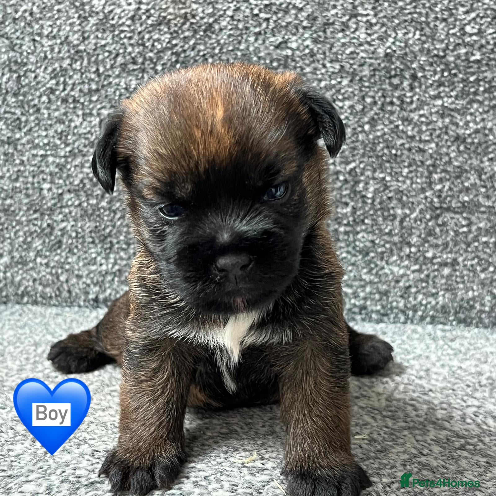 Border Terrier dogs BEAUTIFUL BORDER TERRIER PUPPIES  - Advert 2