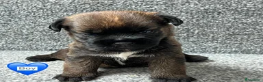 Border Terrier 4