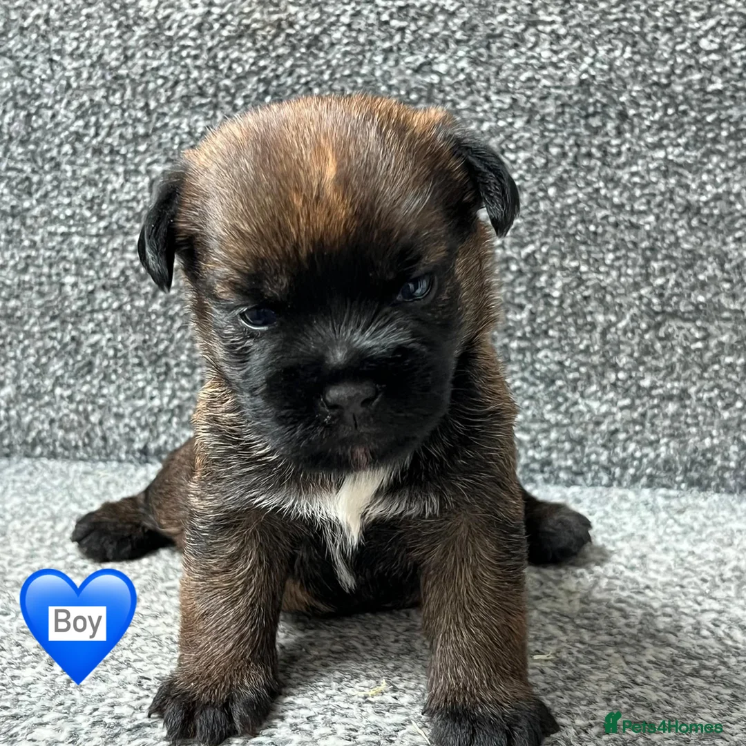 Border Terrier dogs for sale: BEAUTIFUL BORDER TERRIER PUPPIES  - Advert 2