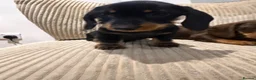 Miniature Dachshund dogs for sale: Miniature Wirehaired 5 Star Licensed Breeder   - Advert 5