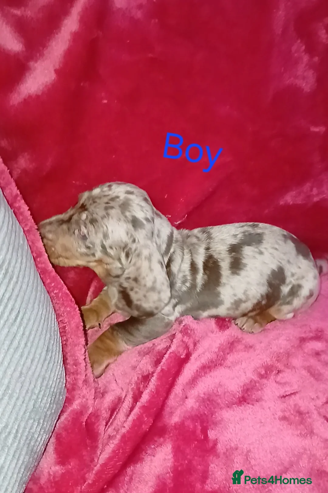 Miniature Dachshund dogs for sale: PRA, STUNNING MINIE'S READY NOW  - Advert 20