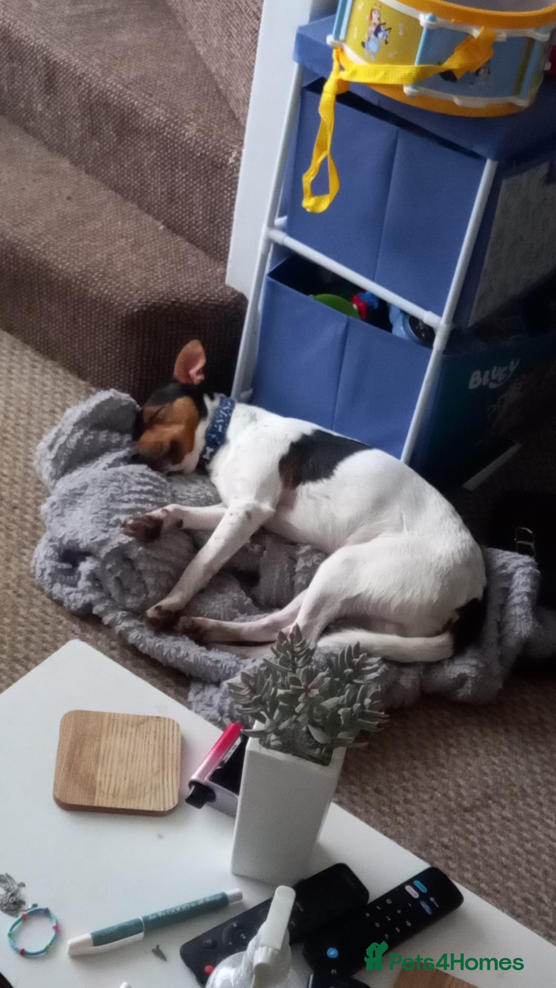 Jackshund dogs Jack Russell x Dachshund – 8 Months Old - Advert 1