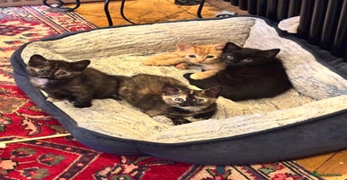 Mixed Breed cats - Advert 14