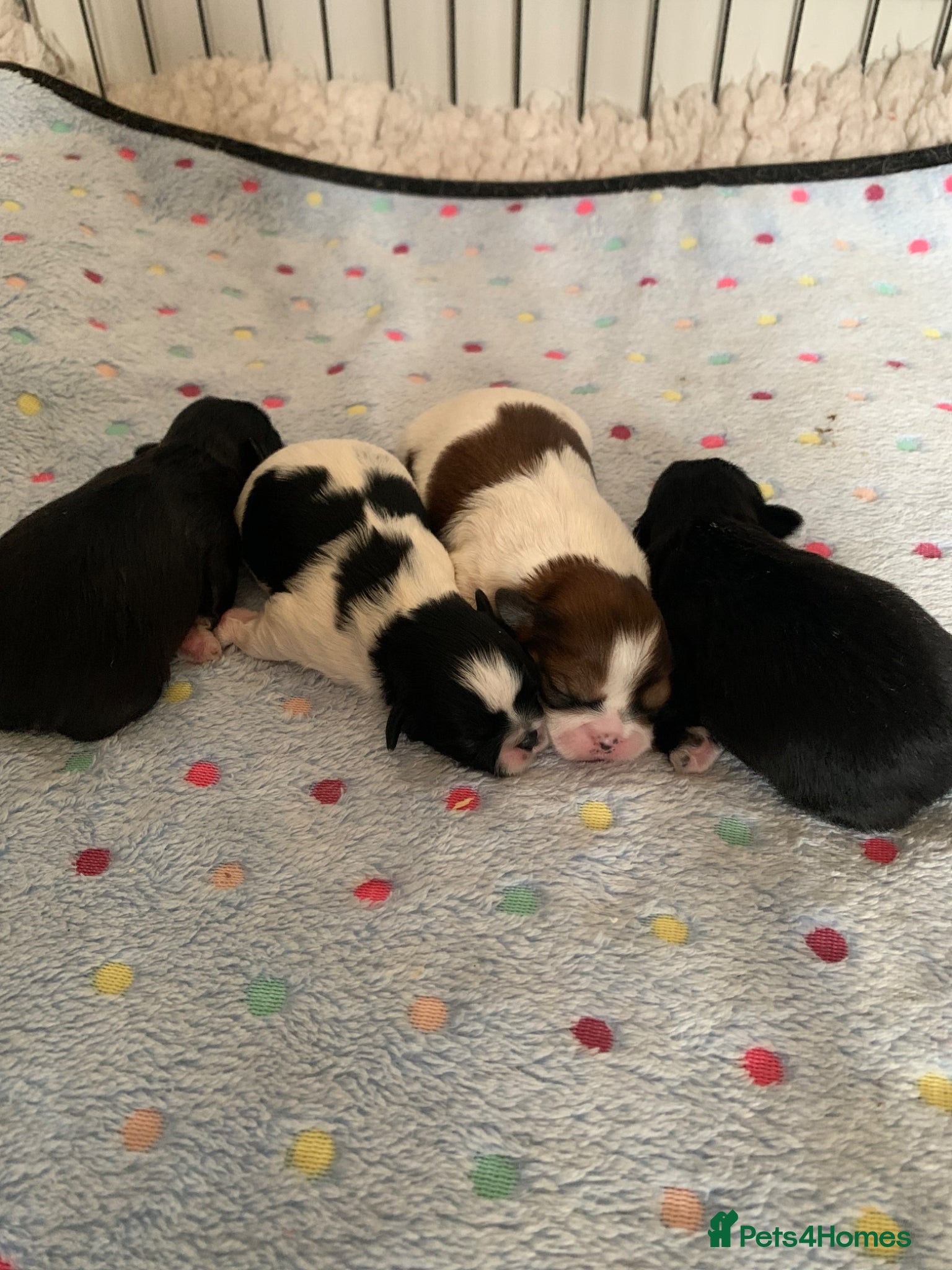 Shih Tzu dogs for sale: Shih Tzu puppies available - Advert 5